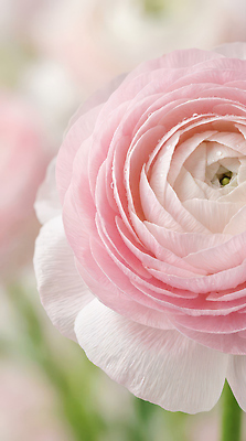 JPG 식물 편집이미지 꽃잎 꽃 분홍색 컬러 자연 생명 정원 봄 원형 질감 부드러움 라넌큘러스 뷰티풀 블러 편집실사 AI포토 AI콘텐츠 도형 계절 감각 CG 생태계 파일형식