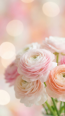 JPG 모양 식물 편집이미지 꽃잎 꽃 분홍색 꽃다발 백그라운드 자연 탁자 장식 인테리어 부드러움 송이 조화 라넌큘러스 편집실사 AI포토 AI콘텐츠 디자인 컬러 가구 감각 CG 생태계 파일형식