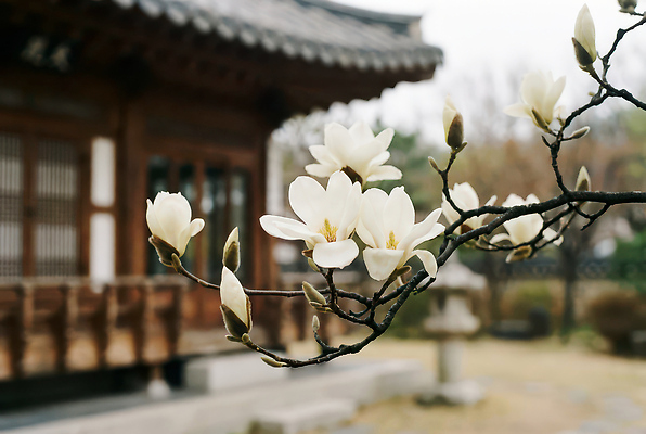 JPG 나무 편집이미지 전통 건축 꽃잎 꽃 자연 한옥 한국 풍경 정원 고요 봄 목련 뷰티풀 편집실사 AI포토 AI콘텐츠 식물 한국전통 계절 아시아 고건축 CG 생태계 파일형식