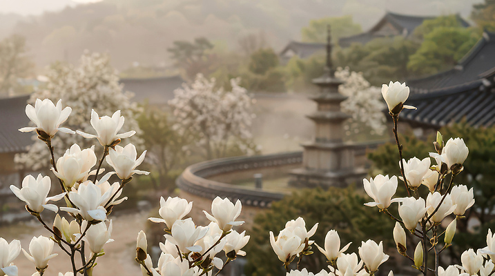 JPG 나무 편집이미지 전통 꽃 날씨 연꽃 풍경 야외 건물 햇빛 태양 봄 사찰 목련 뷰티풀 편집실사 AI포토 AI콘텐츠 자연요소 식물 건축물 계절 종교건축 CG 파일형식