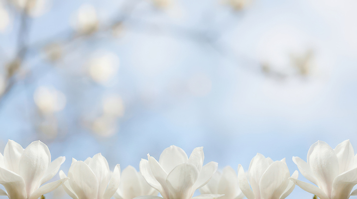 JPG 나무 식물 편집이미지 공원 꽃 백그라운드 자연 하늘 풍경 봄 흰색 대기 식물원 목련 뷰티풀 편집실사 AI포토 AI콘텐츠 계절 공공시설 컬러 CG 생태계 파일형식