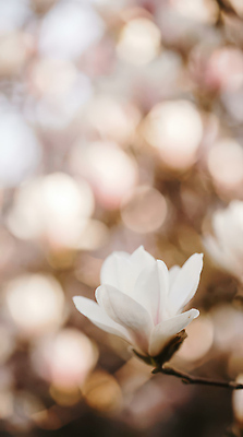 JPG 나무 식물 편집이미지 꽃잎 꽃 백그라운드 꽃밭 자연 생명 식사 봄 성장 흰색 목련 흐림 뷰티풀 편집실사 AI포토 AI콘텐츠 계절 컬러 날씨 CG 생태계 파일형식