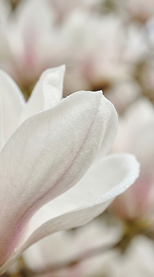 JPG 식물 편집이미지 계절 꽃잎 꽃 화초 자연 봄 들꽃 흰색 수정 부드러움 목련 만개 뷰티풀 편집실사 AI포토 AI콘텐츠 컬러 생물 감각 CG 생태계 파일형식