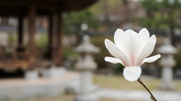 JPG 나무 식물 편집이미지 꽃 화초 잎 자연 씨앗 풍경 조각상 봄 흰색 목련 편집실사 AI포토 AI콘텐츠 계절 컬러 조형물 CG 생태계 파일형식