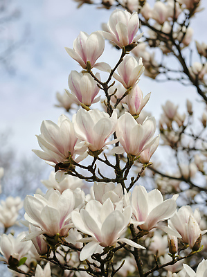 JPG 나무 식물 편집이미지 꽃잎 꽃 자연 하늘 생명 풍경 봄 성장 흰색 식물원 목련 뷰티풀 편집실사 AI포토 AI콘텐츠 계절 컬러 CG 생태계 파일형식