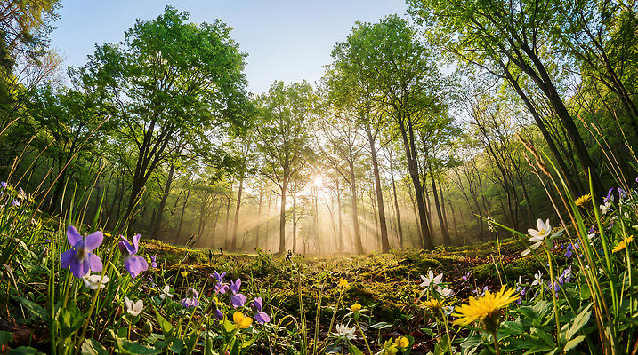 JPG 나무 식물 편집이미지 꽃 자연 아침 풍경 잔디 초원 빛 햇빛 환경 봄 들꽃 숲 생태계 수목 편집실사 AI포토 AI콘텐츠 주간 계절 태양 CG 파일형식