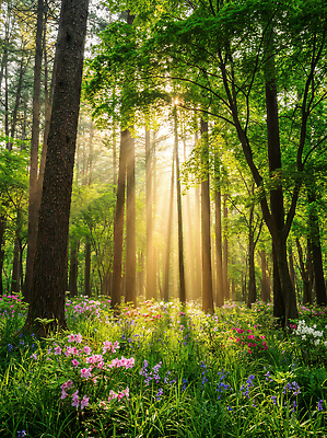 JPG 나무 식물 편집이미지 계절 꽃 자연 생명 풍경 초원 초록색 여름 빛 햇빛 환경 봄 숲 편집실사 AI포토 AI콘텐츠 컬러 태양 CG 생태계 파일형식