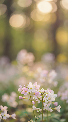 JPG 나무 식물 편집이미지 계절 꽃 꽃밭 자연 풍경 초록색 햇빛 봄 숲 원예 편집실사 AI포토 AI콘텐츠 컬러 취미 태양 CG 생태계 파일형식