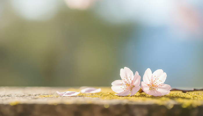 JPG 나무 편집이미지 꽃 컬러 백그라운드 잎 벤치 자연 바람 거리 봄 산책로 벚꽃 떨어짐 숲 만개 편집실사 AI컴퓨터그래픽 AI콘텐츠 자연요소 식물 계절 길 컨셉 의자 날씨 CG 생태계 파일형식