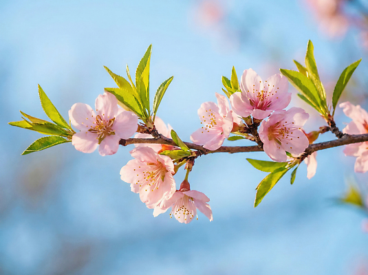 JPG 식물 편집이미지 계절 꽃 잎 자연 아침 봄 벚꽃 나뭇가지 꽃봉오리 복사꽃 뷰티풀 편집실사 AI컴퓨터그래픽 AI콘텐츠 주간 나무 CG 생태계 파일형식