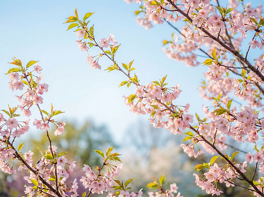 JPG 나무 식물 편집이미지 계절 꽃 분홍색 자연 하늘 생명 나뭇잎 풍경 햇빛 봄 성장 벚꽃 편집실사 AI컴퓨터그래픽 AI콘텐츠 컬러 잎 태양 CG 생태계 파일형식