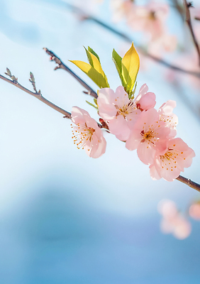 JPG 나무 식물 편집이미지 계절 꽃잎 꽃 분홍색 잎 자연 하늘 봄 벚꽃 수목 편집실사 AI컴퓨터그래픽 AI콘텐츠 컬러 CG 생태계 파일형식