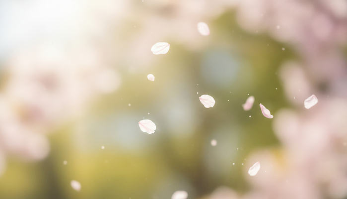 JPG 나무 편집이미지 계절 꽃잎 꽃 분홍색 컬러 자연 날리기 바람 풍경 초록색 햇빛 봄 벚꽃 떨어짐 오후 편집실사 AI컴퓨터그래픽 AI콘텐츠 자연요소 식물 컨셉 모션 날씨 태양 CG 생태계 파일형식