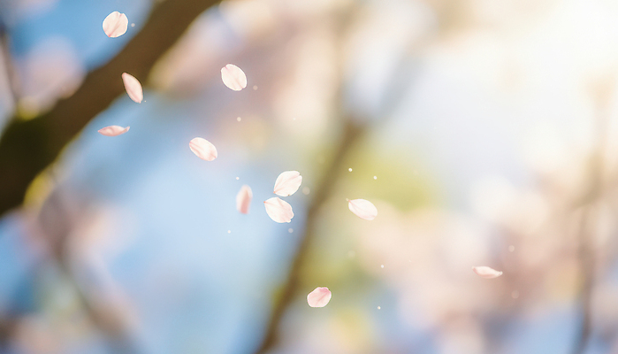 JPG 나무 편집이미지 꽃잎 꽃 자연 날리기 바람 풍경 일상 햇빛 고요 봄 벚꽃 뷰티풀 편집실사 AI컴퓨터그래픽 AI콘텐츠 자연요소 식물 계절 모션 날씨 라이프 태양 CG 생태계 파일형식