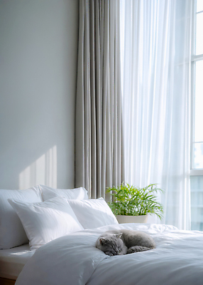 JPG 식물 편집이미지 거실 창문 인테리어 고양이 침실 방 흰색 침대 스탠드 잠 커튼 편안함 창가 방안 편집실사 AI포토 AI콘텐츠 디자인 컬러 가구 포유류 조명 반려동물 감각 CG 파일형식