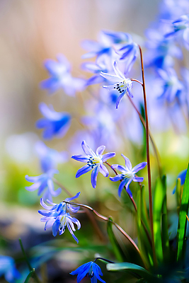 JPG 주간 나무 식물 편집이미지 꽃 컬러 자연 풍경 파란색 햇빛 정원 봄 들꽃 뷰티풀 편집실사 AI포토 AI콘텐츠 자연요소 계절 태양 CG 생태계 파일형식