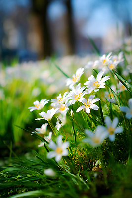 JPG 식물 편집이미지 공원 꽃 컬러 자연 생명 바람 잔디 햇빛 환경 봄 들꽃 원예 편집실사 AI포토 AI콘텐츠 자연요소 계절 공공시설 날씨 취미 태양 CG 생태계 파일형식