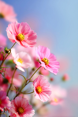 JPG 식물 편집이미지 꽃잎 꽃 분홍색 컬러 백그라운드 자연 하늘 생명 반짝임 햇빛 봄 들꽃 흰색 뷰티풀 편집실사 AI포토 AI콘텐츠 계절 모션 태양 CG 생태계 파일형식