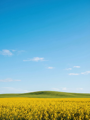 JPG 편집이미지 자연 하늘 바람 풍경 초원 여름 농장 촬영 들꽃 평야 편집실사 AI포토 AI콘텐츠 자연요소 계절 꽃 농업 날씨 CG 생태계 파일형식