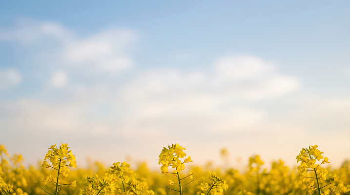 JPG 식물 편집이미지 계절 꽃 밭 자연 하늘 생명 날씨 풍경 햇빛 농장 노란색 일출 유채 편집실사 AI포토 AI콘텐츠 컬러 농업 태양 노을 CG 생태계 파일형식