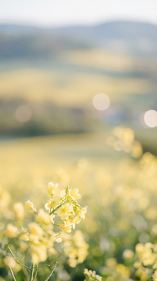 JPG 편집이미지 계절 꽃 컬러 자연 하늘 생명 날씨 산 풍경 초원 햇빛 노란색 편집실사 AI포토 AI콘텐츠 식물 태양 CG 생태계 파일형식