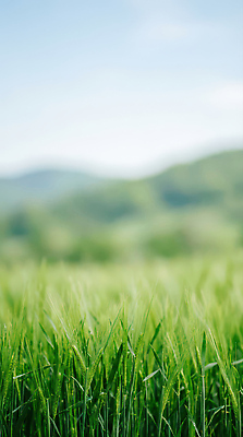 JPG 나무 식물 편집이미지 계절 자연 하늘 생명 산 풍경 초원 초록색 농경지 평야 편집실사 AI포토 AI콘텐츠 컬러 농장 CG 생태계 파일형식