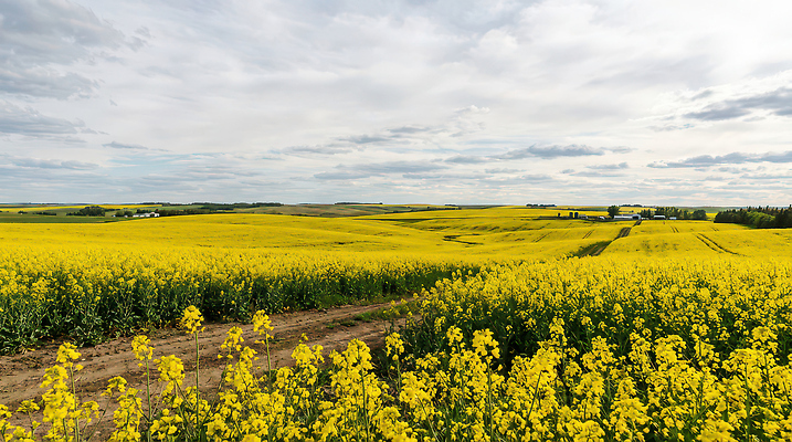 JPG 나무 편집이미지 계절 꽃밭 농업 자연 하늘 풍경 초원 농작물 농장 노란색 유채 편집실사 AI포토 AI콘텐츠 식물 꽃 산업 컬러 CG 생태계 파일형식