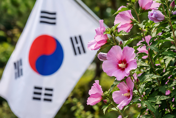 JPG 식물 편집이미지 꽃 문화 상징 분홍색 자연 한국 풍경 야외 여름 햇빛 국기 태극기 삼일절 무궁화 조화 편집실사 AI포토 AI콘텐츠 계절 아시아 컬러 공휴일 태양 국경일 CG 생태계 파일형식