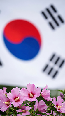 JPG 식물 편집이미지 계절 꽃 문화 상징 분홍색 백그라운드 자연 한국 풍경 제주도 공간 국기 태극기 삼일절 무궁화 수국 뷰티풀 편집실사 AI포토 AI콘텐츠 아시아 컬러 공휴일 국경일 CG 생태계 파일형식