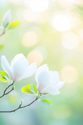 JPG 식물 편집이미지 꽃 줄기 백그라운드 잎 자연 나뭇잎 풍경 빛 봄 성장 흰색 목련 뷰티풀 편집실사 AI컴퓨터그래픽 AI콘텐츠 계절 컬러 CG 생태계 파일형식