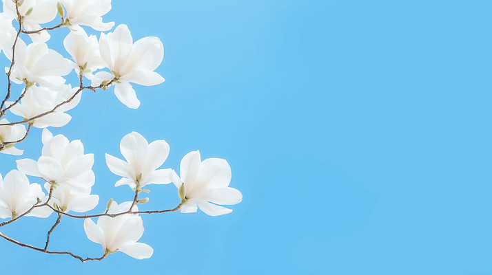 JPG 나무 식물 편집이미지 계절 꽃 액자 자연 날씨 사람 풍경 봄 흰색 목련 뷰티풀 편집실사 AI컴퓨터그래픽 AI콘텐츠 컬러 CG 생태계 파일형식