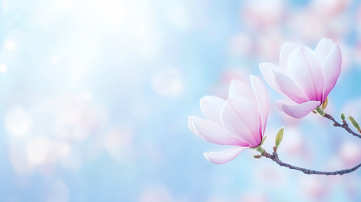 JPG 나무 식물 편집이미지 꽃잎 꽃 분홍색 컬러 백그라운드 자연 봄 관찰 목련 모란 뷰티풀 편집실사 AI컴퓨터그래픽 AI콘텐츠 계절 모션 CG 생태계 파일형식