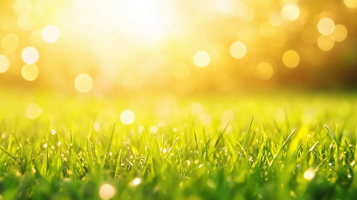 JPG 식물 편집이미지 자연 날씨 따뜻함 밝음 풍경 잔디 초원 초록색 여름 빛 햇빛 환경 봄 땅 일과 이미지편집 AI컴퓨터그래픽 AI콘텐츠 계절 컬러 태양 생태계 파일형식