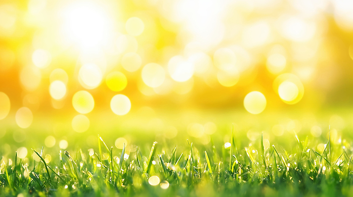 JPG 편집이미지 백그라운드 자연 아침 바람 잔디 초원 초록색 여름 빛 햇빛 태양 봄 광선 오후 이미지편집 AI컴퓨터그래픽 AI콘텐츠 주간 자연요소 식물 계절 컬러 날씨 생태계 파일형식