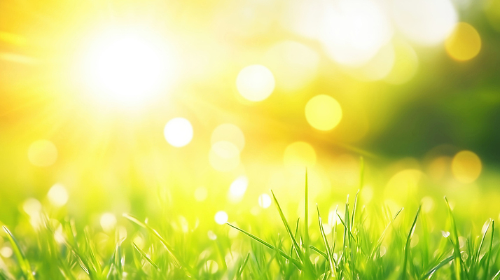 JPG 편집이미지 자연 생명 바람 따뜻함 풍경 잔디 초원 초록색 여름 반짝임 햇빛 태양 환경 봄 이미지편집 AI컴퓨터그래픽 AI콘텐츠 자연요소 식물 계절 컬러 모션 날씨 생태계 파일형식