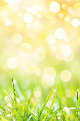 JPG 식물 편집이미지 백그라운드 자연 바람 날씨 따뜻함 풍경 잔디 초원 초록색 여름 빛 햇빛 봄 산책 대기 이미지편집 AI컴퓨터그래픽 AI콘텐츠 자연요소 계절 컬러 휴식 태양 생태계 파일형식