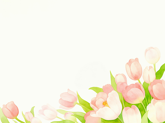 JPG 식물 꽃 예술 분홍색 컬러 백그라운드 패턴 일러스트 자연 수채화 장식 봄 튤립 그리기 꽃집 오브젝트 그림 식물원 화사함 조화 국내일러스트 AI일러스트 AI콘텐츠 계절 컨셉 무늬 모션 상점 생태계 파일형식