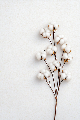 JPG 식물 편집이미지 꽃 백그라운드 자연 실내 근접촬영 장식 촬영 봄 흰색 편안함 질감 조화 단순화된 목화꽃 편집실사 AI포토 AI콘텐츠 계절 뷰포인트 컬러 내부 감각 CG 생태계 파일형식