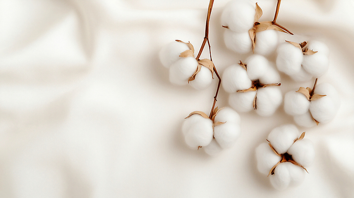 JPG 식물 편집이미지 열매 꽃 농업 자연 농작물 환경 농사 봄 흰색 솜 질감 부드러움 목화꽃 편집실사 AI포토 AI콘텐츠 계절 산업 컬러 감각 CG 생태계 파일형식