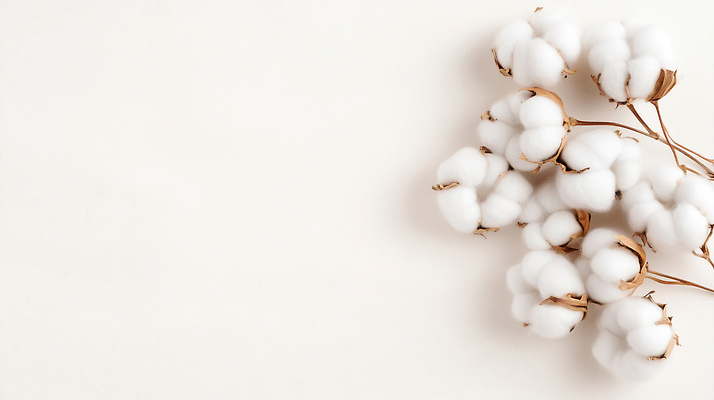 JPG 식물 편집이미지 꽃 백그라운드 농업 자연 생명 카메라 농사 봄 수확 성장 흰색 소재 부드러움 목화꽃 텍스타일 편집실사 AI포토 AI콘텐츠 계절 산업 컬러 전자제품 감각 공예 CG 생태계 파일형식