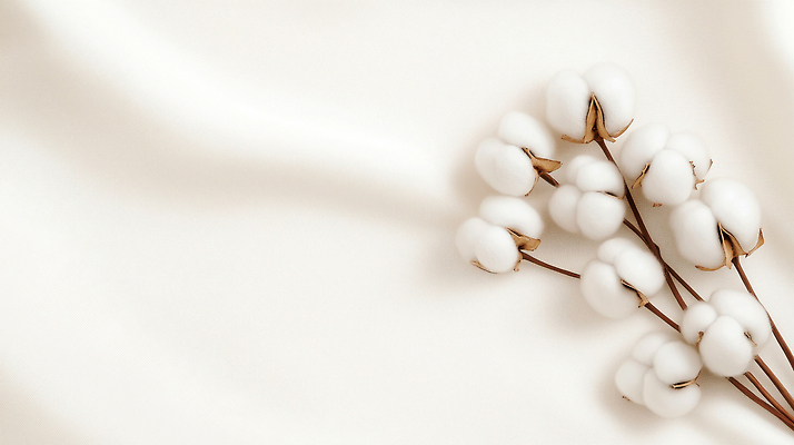 JPG 식물 편집이미지 꽃 백그라운드 자연 조명 면사포 일상 장식 촬영 봄 흰색 편안함 오브젝트 원예 부드러움 목화꽃 편집실사 AI포토 AI콘텐츠 계절 컬러 취미 라이프 감각 CG 생태계 결혼소품 파일형식