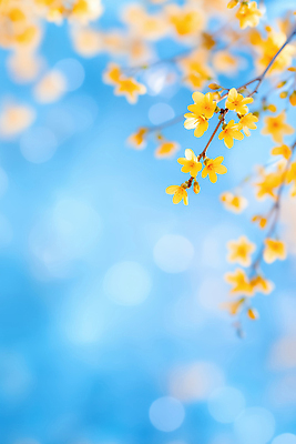 JPG 식물 편집이미지 꽃잎 꽃 컬러 백그라운드 자연 하늘 풍경 반짝임 햇빛 노란색 봄 개나리 보케 뷰티풀 이미지편집 AI컴퓨터그래픽 AI콘텐츠 계절 모션 태양 생태계 파일형식