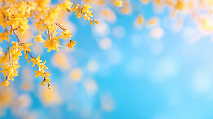 JPG 나무 편집이미지 계절 꽃잎 꽃 백그라운드 자연 나뭇잎 풍경 햇빛 새싹 봄 개화 개나리 보케 뷰티풀 이미지편집 AI컴퓨터그래픽 AI콘텐츠 식물 잎 태양 생태계 파일형식