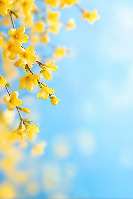 JPG 식물 편집이미지 계절 꽃 줄기 컬러 백그라운드 자연 하늘 야외 봄 개나리 보케 뷰티풀 이미지편집 AI컴퓨터그래픽 AI콘텐츠 생태계 파일형식