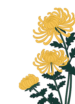 모양 식물 꽃잎 꽃 줄기 포즈 백그라운드 잎 일러스트 모션 자연 생명 국화 환경 정원 주황색 흰색 식물원 국내일러스트 AI파일 컬러 생태계 파일형식 벡터