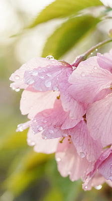 JPG 식물 편집이미지 공원 꽃잎 꽃 분홍색 잎 봄꽃 자연 아침 나뭇잎 야외 빛 햇빛 촬영 봄 물방울 뷰티풀 편집실사 AI포토 AI콘텐츠 주간 계절 공공시설 컬러 태양 CG 생태계 파일형식