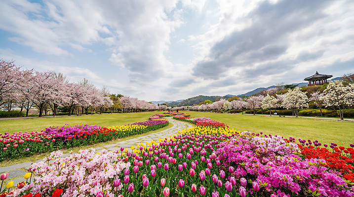 JPG 나무 편집이미지 공원 꽃 컬러 봄꽃 자연 하늘 풍경 여러명 봄 산책 튤립 벚꽃 꽃길 뷰티풀 편집실사 AI포토 AI콘텐츠 식물 계절 공공시설 길 다수 휴식 사람 CG 생태계 파일형식