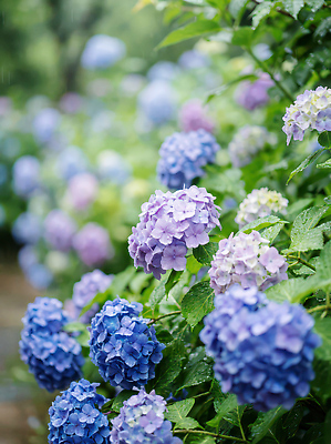 JPG 식물 편집이미지 꽃 컬러 잎 꽃밭 자연 풍경 여름 정원 물방울 수국 뷰티풀 편집실사 AI컴퓨터그래픽 AI콘텐츠 계절 CG 생태계 파일형식