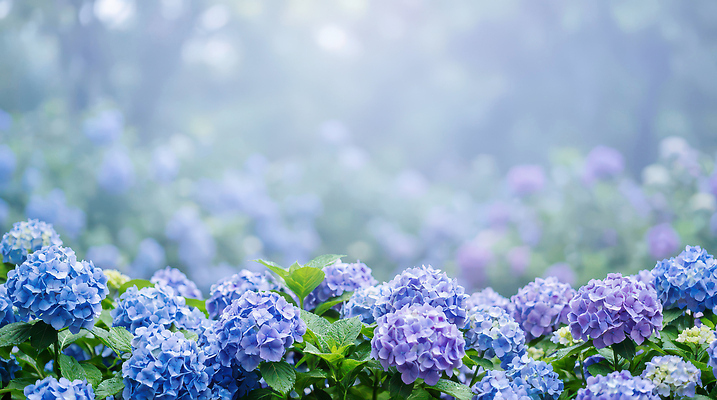 JPG 식물 편집이미지 꽃 화초 잎 꽃밭 자연 풍경 여름 파란색 정원 보라색 봄 안개 수국 편집실사 AI컴퓨터그래픽 AI콘텐츠 계절 컬러 날씨 CG 생태계 파일형식