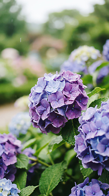 JPG 식물 편집이미지 꽃잎 꽃 잎 자연 풍경 여름 파란색 환경 정원 보라색 물방울 수국 편집실사 AI컴퓨터그래픽 AI콘텐츠 계절 컬러 CG 생태계 파일형식